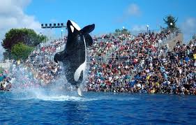 SeaWorld – the cruelty behind the ‘entertaining’ spectacle