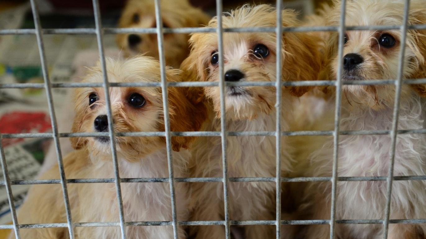 Are Irish people angry enough about reports of animal cruelty?